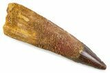 Fossil Spinosaurus Tooth - Real Dinosaur Tooth #374028-1